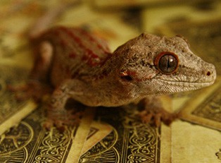  Gecko by Jim Rosenbaum 