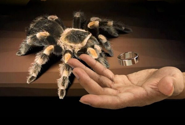  Tarantula 