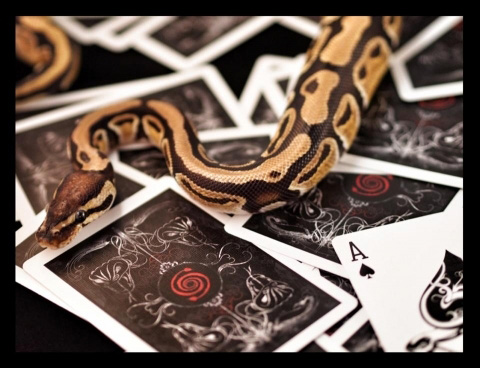 карты со змеей