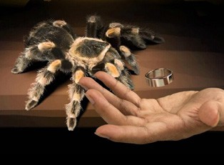  Tarantula 